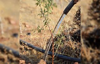 23 Futbol sahası büyüklüğündeki badem ormanı...