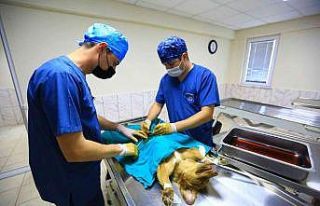 26 Bin 529 hayvanı tedavi edildi