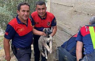 40 derece sıcaklıkta yavru köpeği kurtarmak için...