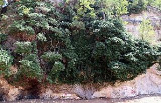 4 bin yıllık dev sarmaşık zamana direniyor