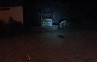 Aç kalan ayılar ilçe merkezine indi, köpekleri...