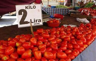 Adana’da domatesin kilosu 2 liraya düştü