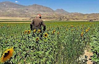 Adilcevaz’da sulu tarım