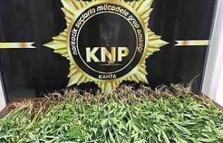 Adıyaman’da 167 kök kenevir ele geçirildi