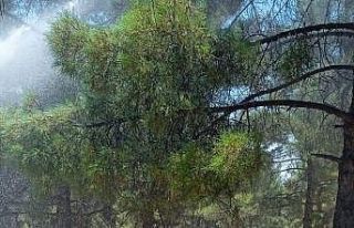 Adıyaman’da orman yangını korkuttu