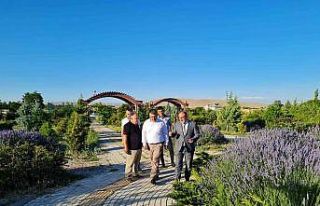 Afşin lavanta üretim merkezi oluyor