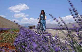 Afşin’de lavanta bahçelerine ziyaretçi akını