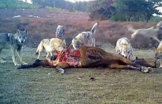 Afyonkarahisar’da vahşi yaşam fotokapanlara yansıdı