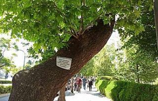 Ağaçlara asılan notlarla doğaya, canlıya saygı...