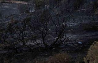 Akhisar’daki orman yangını devam ediyor