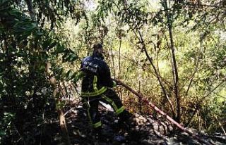 Alanya’da 1.5 dönüm ormanlık alan kül oldu