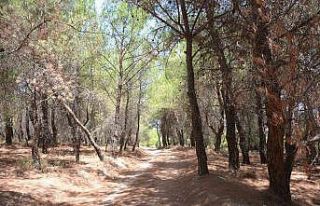 Aliağa’da 31 Ekim’e kadar ormanlık alanlara...