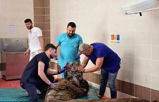 Alt çene kemiği kırık olan deveye implant takıldı