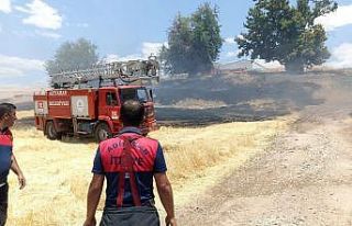 Anız yangınında ağaçlar zarar gördü