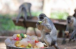 Antalya Hayvanat Bahçesi’nde buzlu meyveli, fıskiyeli...