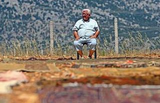 Antalya’da tarlalarda milyonluk ’organik halı’...