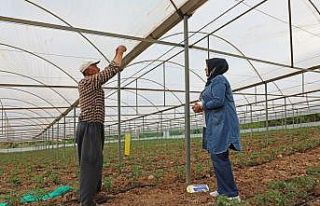 Antalya’da üreticilere beyazsinekle mücadele için...
