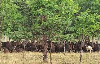Ardahan’da dolu yağışı etkili oldu