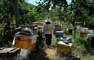 Arıcılar hasat için gün sayıyor