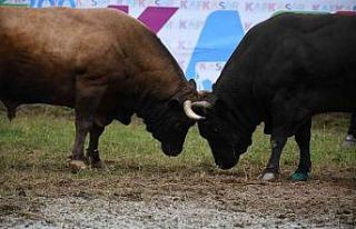Artvin’de düzenlenen Kafkasör Boğa Güreşleri...