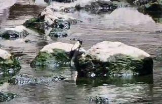 Artvin’de yılanın balık avı görüntülendi