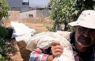 Aşırı sıcaklıklara rağmen üreticiler iş başında
