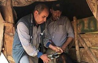 Aslanapa’da küçükbaş hayvanlarda küpeleme ve...