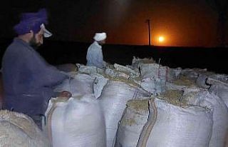 Ay ışığında çalışıyorlar, günlük 500 lira...