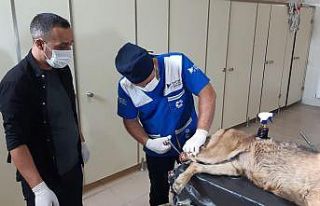 Ayağı kangren olan köpek tedavi altına alındı