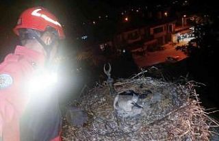 Ayağına ip dolanan Leylek kurtarıldı