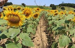 Ayçiçeği çayır tırtılı zararlısına karşı...