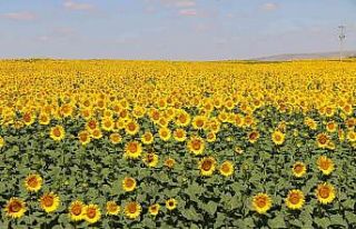 Ayçiçeği tarlalarında eşsiz manzaralar