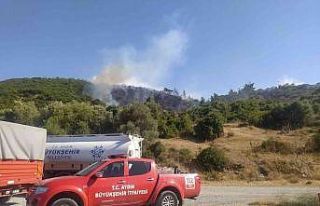 Aydın’da orman yangını