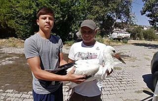 Aydın’da yavru leylekler ilk kanatlarını çırpmaya...