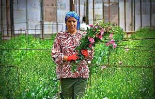 Bademler’in çiçek üreticisi Hollanda borsasında