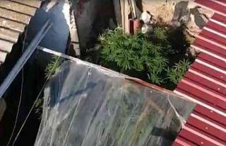 Bahçede sebze yerine kenevir yetiştirmiş