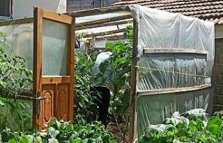 Bahçesinde dişi Hint keneviri yetiştiren şahsa...