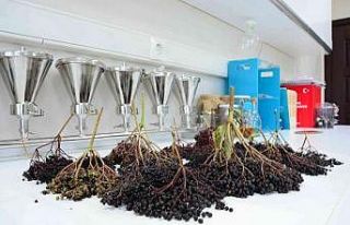 Balıkesir Büyükşehir Belediyesi, bağışıklık...