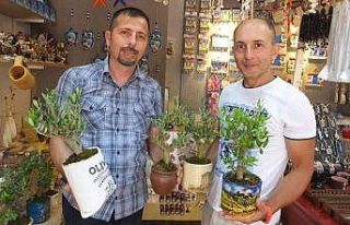 Balıkesir’de bodur zeytin ağaçları hediyelikler...