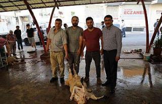 Başkan Çelik kurban kesim yerlerini ziyaret etti