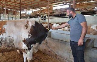 Batman’da 55 bin liraya satılacak 1 tonluk kurbanlık...