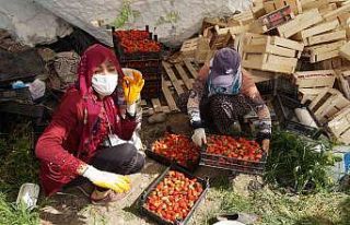 Batman’da 80 üreticiye hibeli çilek bahçesi kurulum...