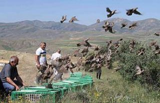 Bayburt’ta yüzlerce kınalı keklik doğaya salındı