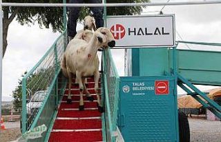 Belediye yıkıyor, kurbanlıklar görücüye çıkıyor