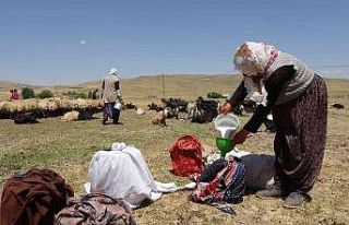 Berivanların sıcak havada zorlu süt mesaisi