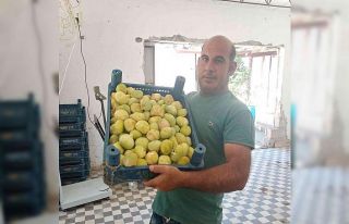 Beyaz incirde 30 bin ton rekolte bekleniyor