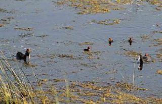 Beyşehir Gölü’ne kuş türleri akın etmeye başladı
