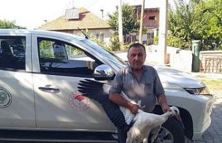 Beyşehir’de yaralı bulunan leylek koruma altına...