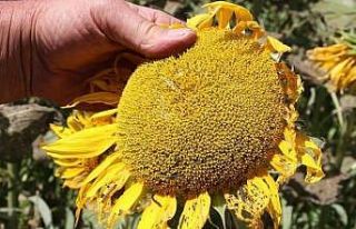 Bilecik’te çayır tırtılı popülasyonu ayçiçeği...