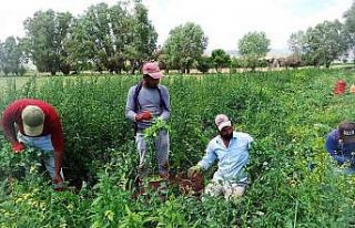 Bin kilometrelik yoldan bezelye toplamaya geldiler